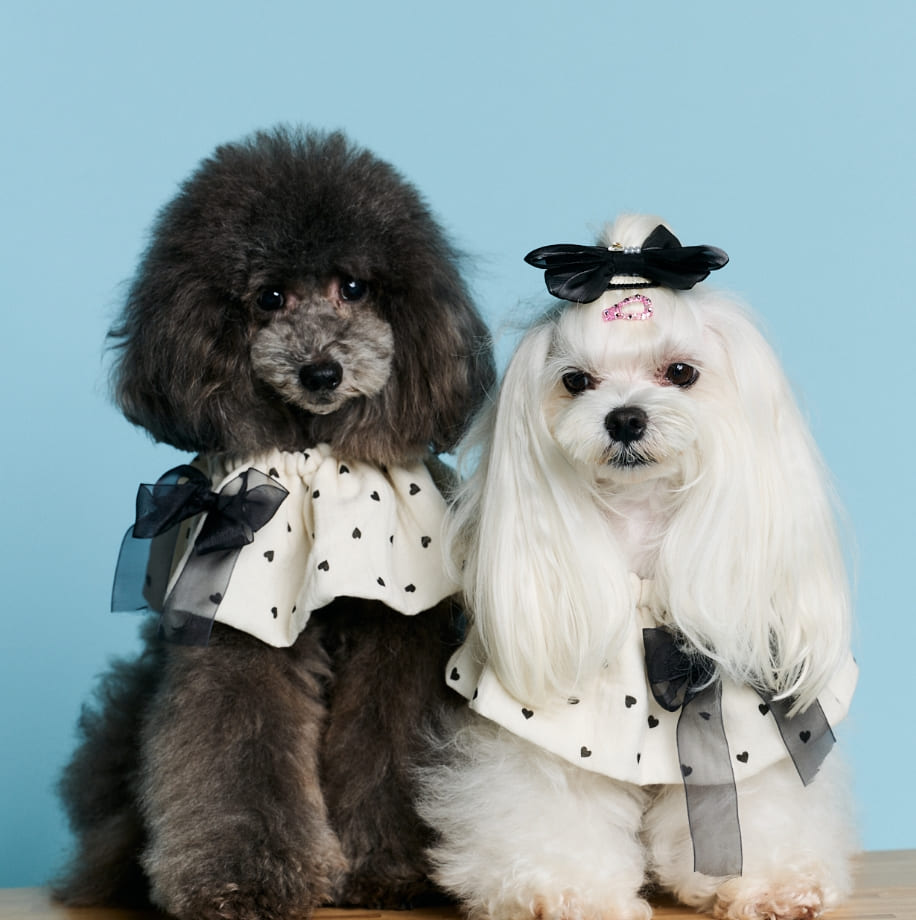 犬の写真館 ワオーン